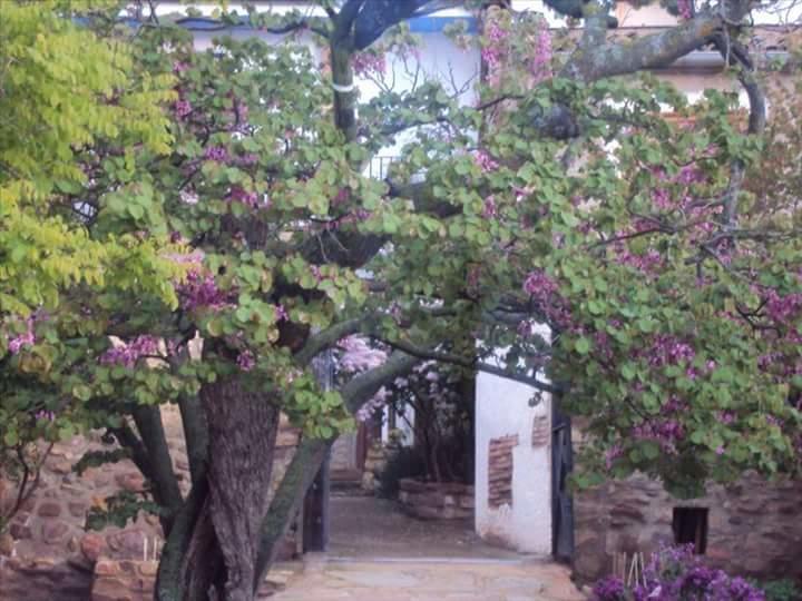 Casa Rural Los Lilos Gotor Extérieur photo